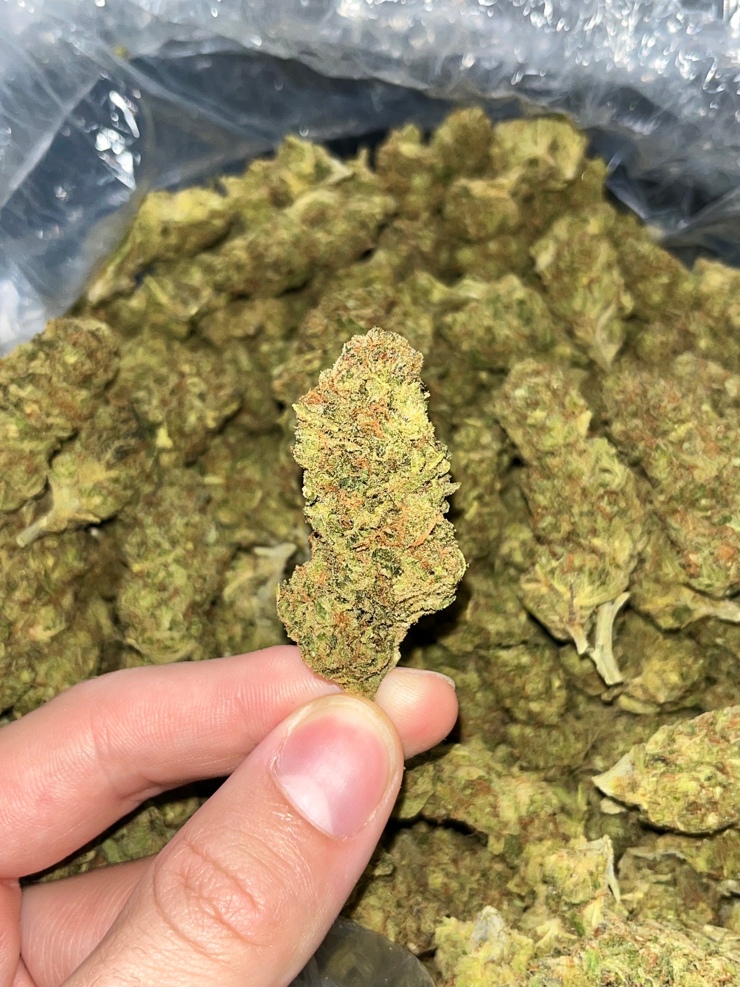 MerC Pack - Vanilla Cream Pie 1 Ounce Loose Flower *tax included*