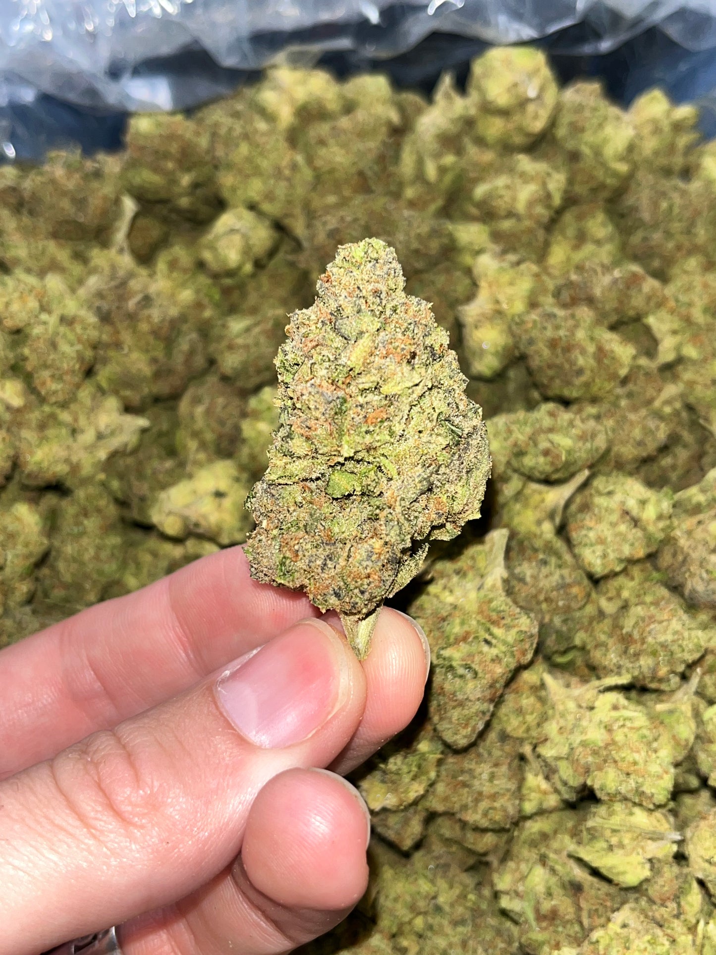 MerC Pack - Rainbow Sherbert 1 Ounce Loose Flower *tax included*