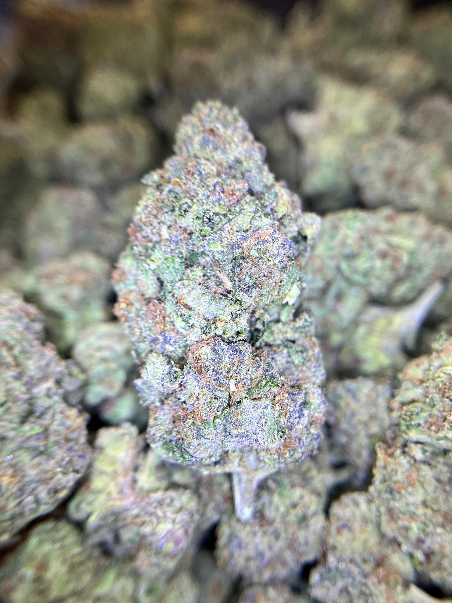 MerC Pack - Rainbow Sherbert 1 Ounce Loose Flower *tax included*