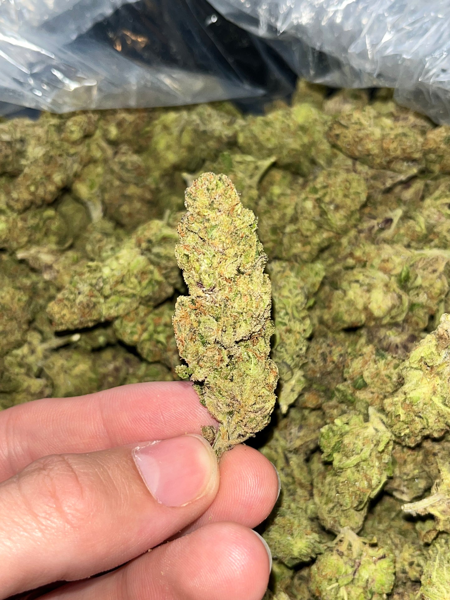 MerC Pack - Apple Jacks 1 Ounce Loose Flower *tax included*