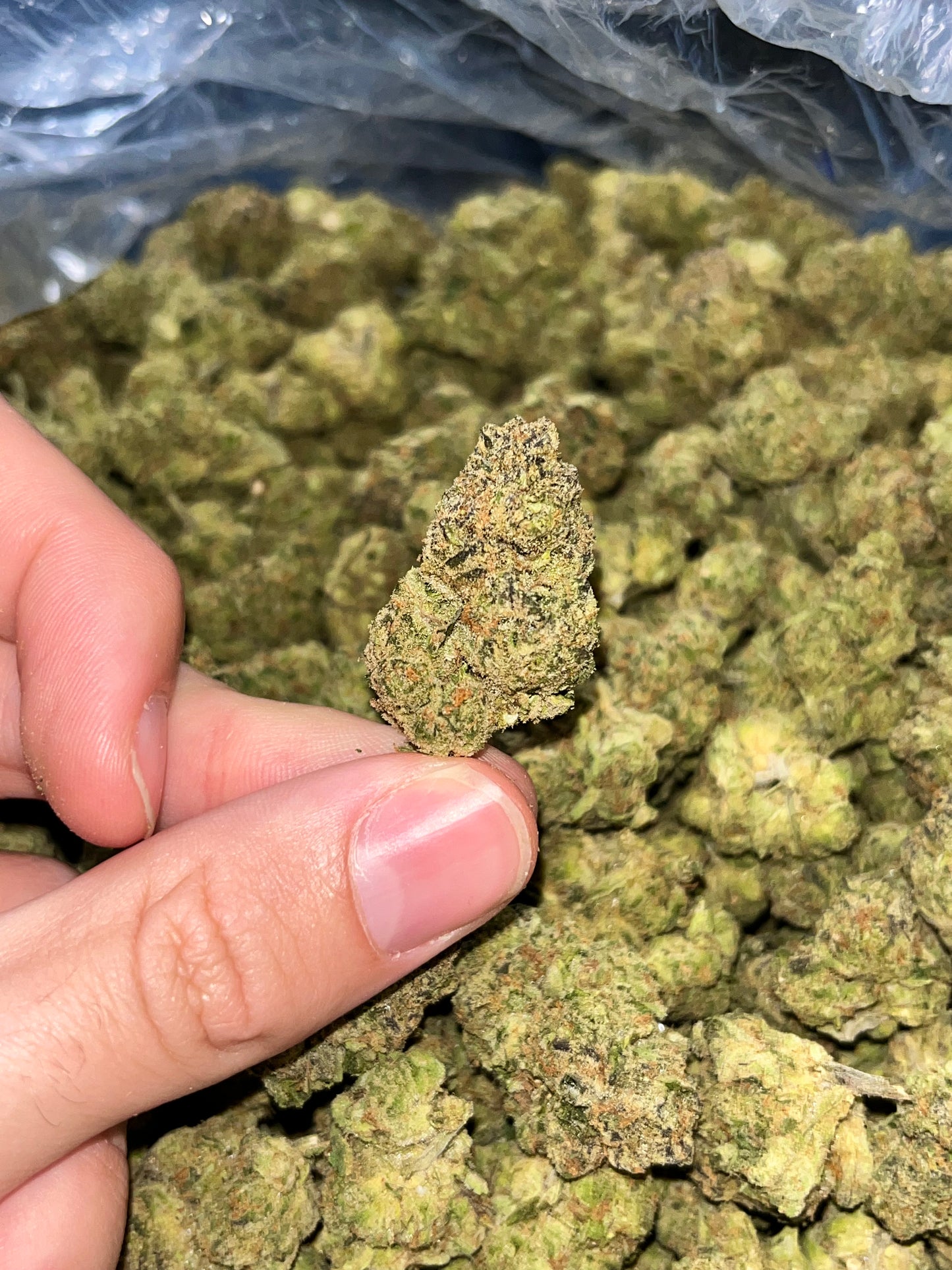 MerC Pack - Forum Cookies 1 Ounce Loose Flower *tax included*